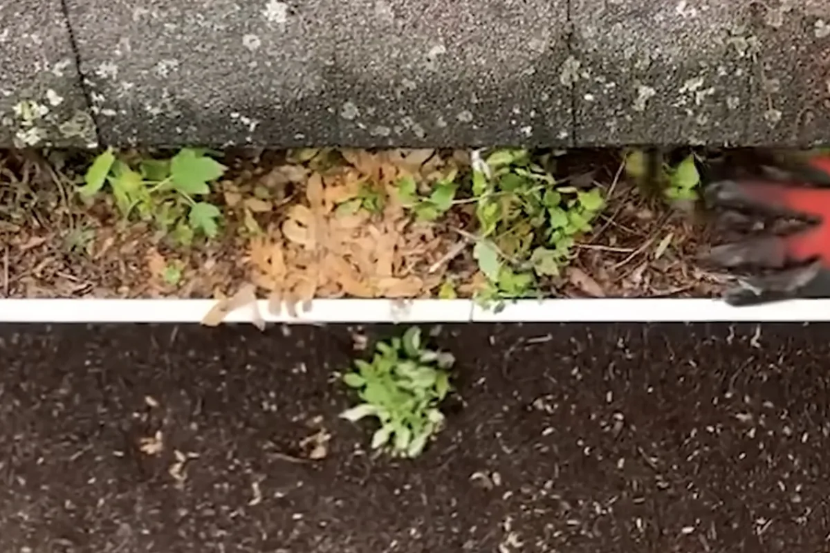Nettoyage de gouttières à La Chapelle-sur-Erdre